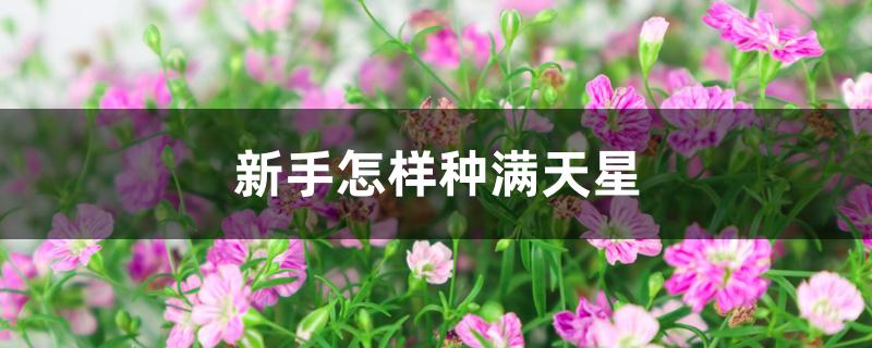 新手怎样种满天星 新手怎样种满天星