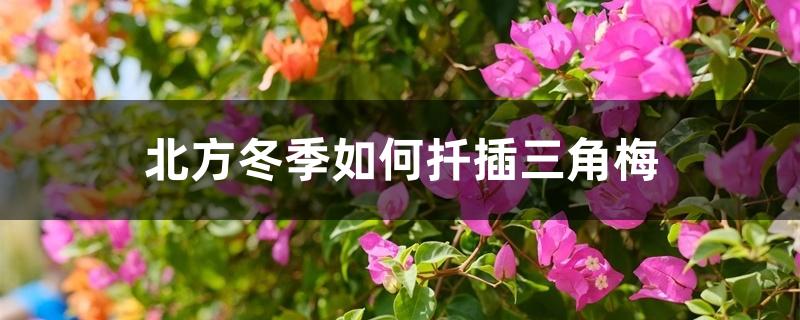 北方冬季如何扦插三角梅 北方冬季如何扦插三角梅
