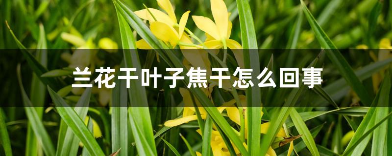 兰花干叶子焦干怎么回事 兰花干叶子焦干怎么回事
