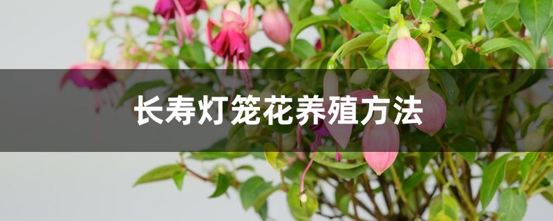长寿灯笼花养殖方法 长寿灯笼花养殖方法