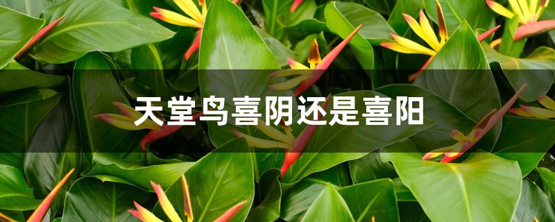 天堂鸟喜阴还是喜阳 天堂鸟喜阴还是喜阳