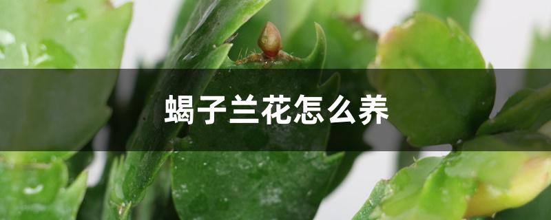 蝎子兰花怎么养 蝎子兰花怎么养