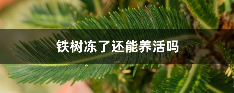 铁树冻了还能养活吗 铁树冻了还能养活吗