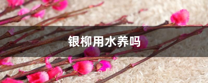 银柳用水养吗 银柳用水养吗