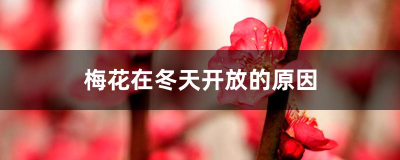梅花在冬天开放的原因 梅花在冬天开放的原因