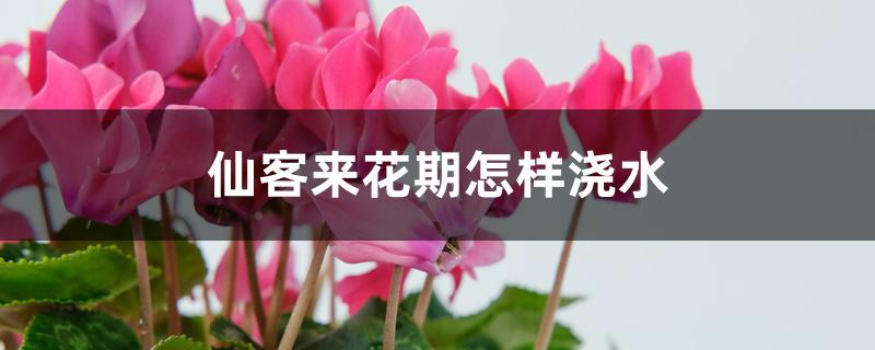仙客来花期怎样浇水 仙客来花期怎样浇水