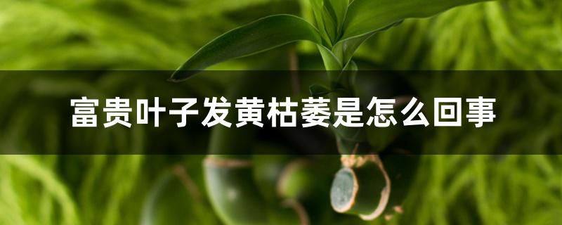 富贵竹叶子发黄枯萎是怎么回事 富贵竹叶子发黄枯萎是怎么回事