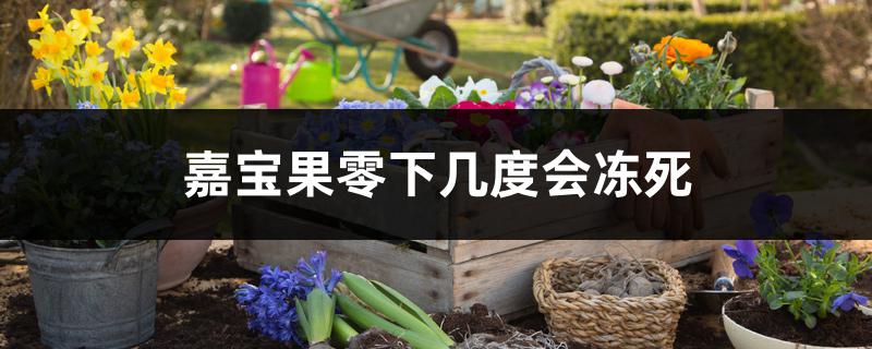 嘉宝果零下几度会冻死 嘉宝果零下几度会冻死