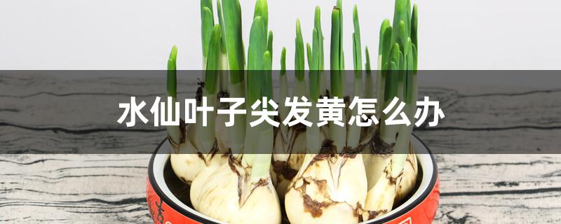 水仙叶子尖发黄怎么办
