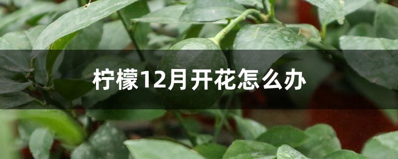 柠檬12月开花怎么办 柠檬12月开花怎么办
