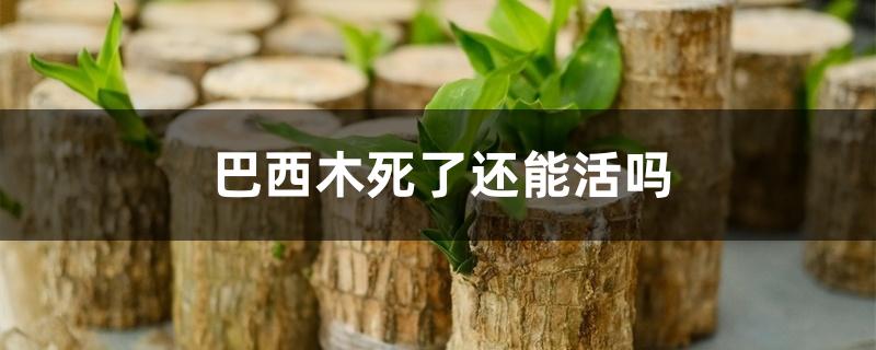 巴西木死了还能活吗 巴西木死了还能活吗