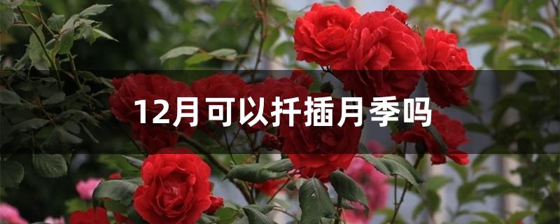 12月可以扦插月季吗 12月可以扦插月季吗