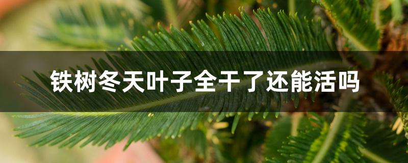 铁树冬天叶子全干了还能活吗 铁树冬天叶子全干了还能活吗