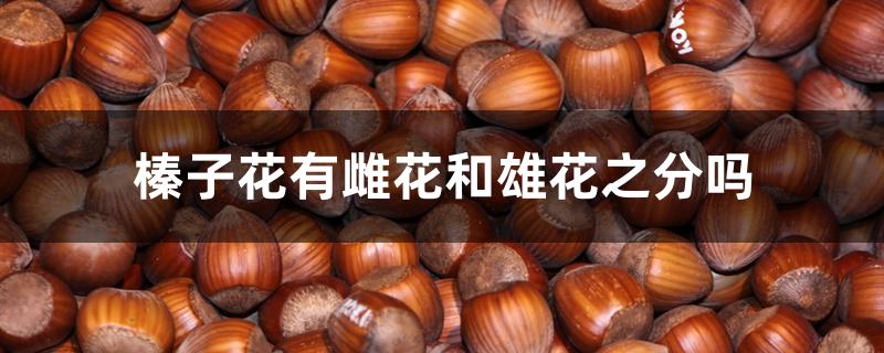 榛子花有雌花和雄花之分吗 榛子花有雌花和雄花之分吗