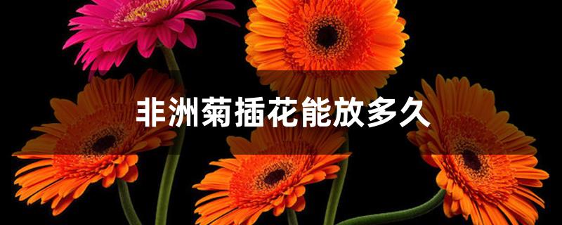 非洲菊插花能放多久 非洲菊插花能放多久