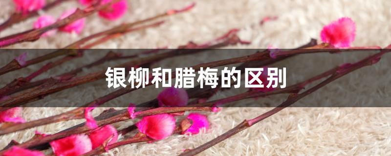 银柳和腊梅的区别 银柳和腊梅的区别
