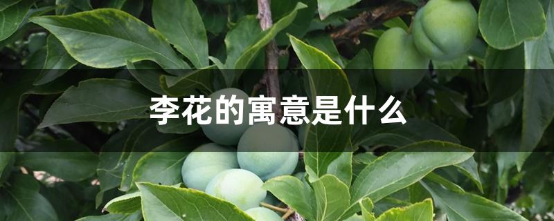 李花的寓意是什么 李花的寓意是什么