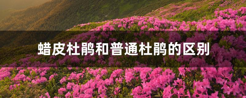 蜡皮杜鹃和普通杜鹃的区别 蜡皮杜鹃和普通杜鹃的区别