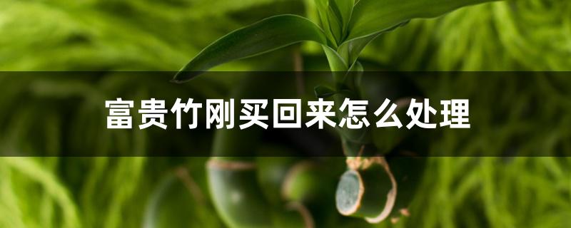 富贵竹刚买回来怎么处理 富贵竹刚买回来怎么处理