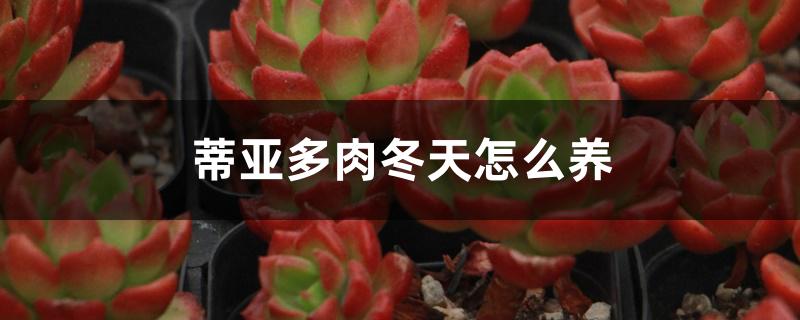 蒂亚多肉冬天怎么养 蒂亚多肉冬天怎么养