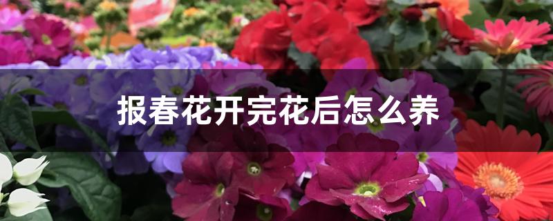 报春花开完花后怎么养