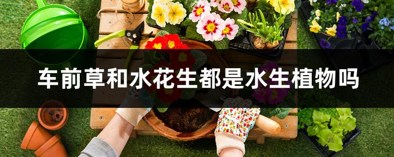车前草和水花生都是水生植物吗 车前草和水花生都是水生植物吗