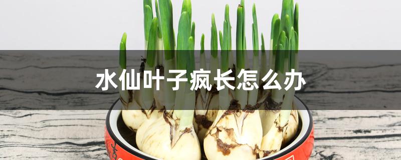水仙叶子疯长怎么办 水仙叶子疯长怎么办