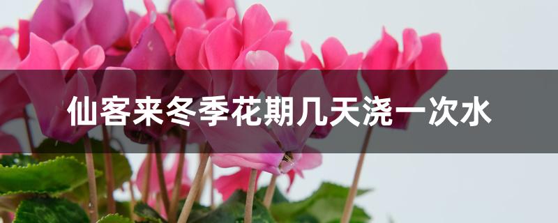 仙客来冬季花期几天浇一次水 仙客来冬季花期几天浇一次水