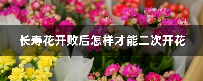 长寿花开败后怎样才能二次开花