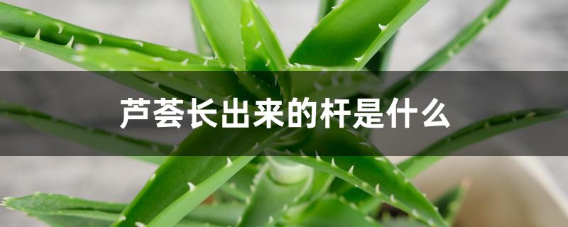 芦荟长出来的杆是什么 芦荟长出来的杆是什么