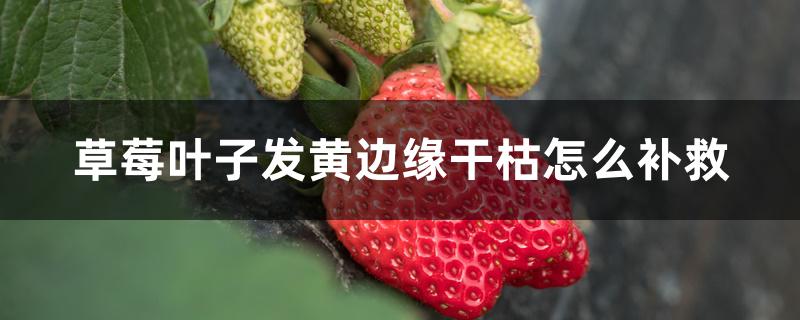 草莓叶子发黄边缘干枯怎么补救 草莓叶子发黄边缘干枯怎么补救
