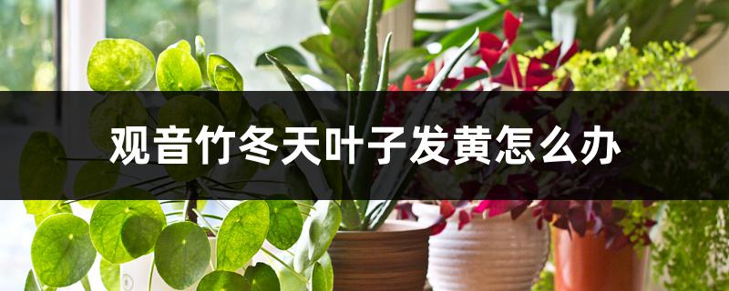 观音竹冬天叶子发黄怎么办 观音竹冬天叶子发黄怎么办