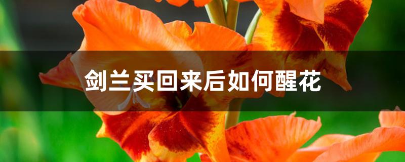 剑兰买回来后如何醒花 剑兰买回来后如何醒花