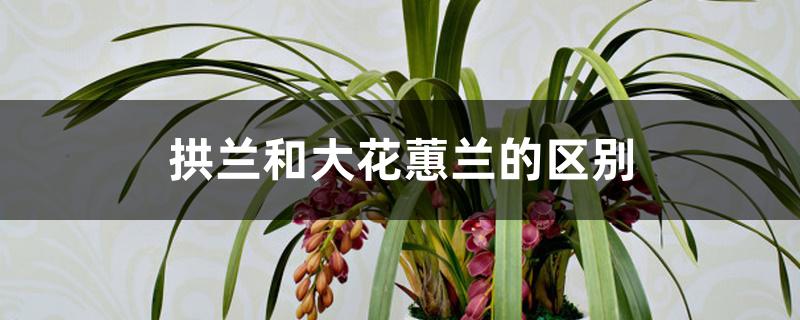 拱兰和大花蕙兰的区别 拱兰和大花蕙兰的区别