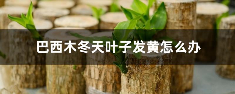 巴西木冬天叶子发黄怎么办 巴西木冬天叶子发黄怎么办