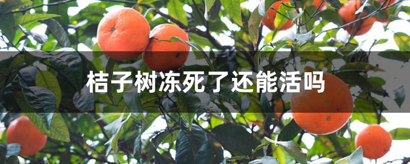 桔子树冻死了还能活吗 桔子树冻死了还能活吗