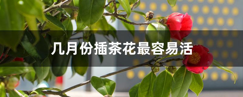 几月份插茶花最容易活 几月份插茶花最容易活
