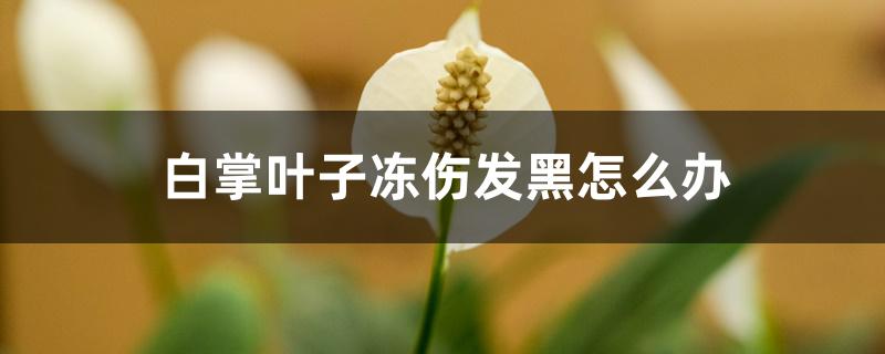 白掌叶子冻伤发黑怎么办 白掌叶子冻伤发黑怎么办