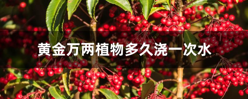 黄金万两植物多久浇一次水 黄金万两植物多久浇一次水