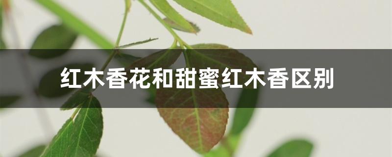 红木香花和甜蜜红木香区别 红木香花和甜蜜红木香区别