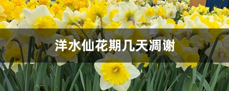 洋水仙花期几天凋谢 洋水仙花期几天凋谢