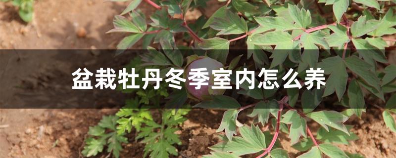 盆栽牡丹冬季室内怎么养 盆栽牡丹冬季室内怎么养