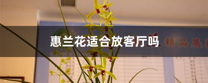 蕙兰花适合放客厅吗 蕙兰花适合放客厅吗