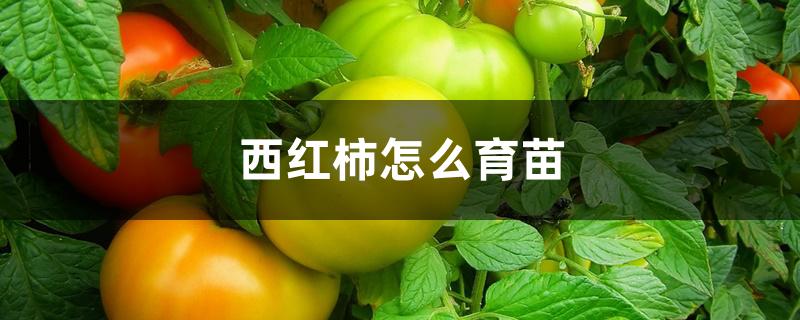 西红柿怎么育苗 西红柿怎么育苗