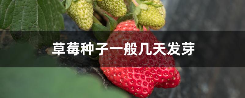 草莓种子一般几天发芽 草莓种子一般几天发芽