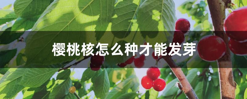 樱桃核怎么种才能发芽 樱桃核怎么种才能发芽