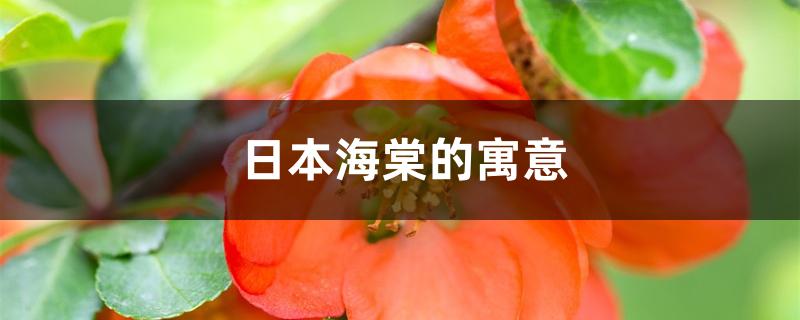 日本海棠的寓意 日本海棠的寓意