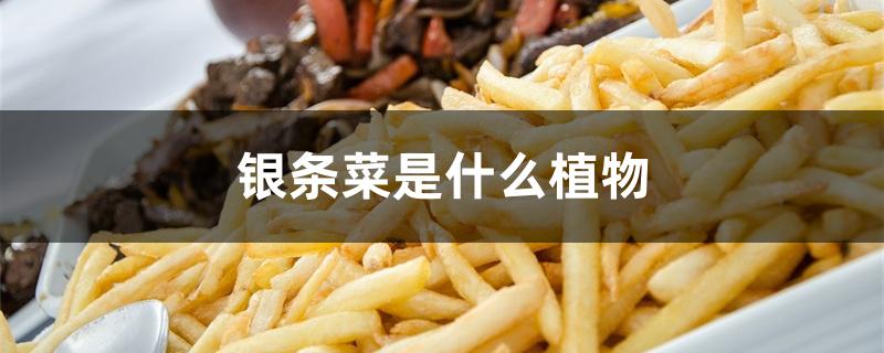 银条菜是什么植物
