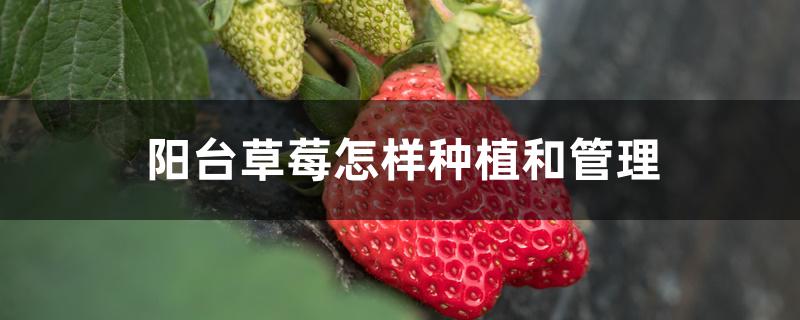 阳台草莓怎样种植和管理 阳台草莓怎样种植和管理