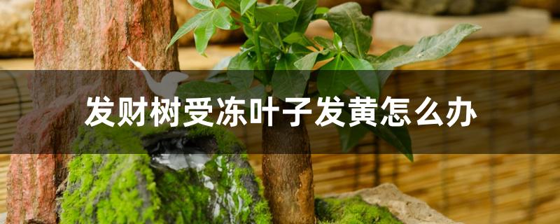 发财树受冻叶子发黄怎么办 发财树受冻叶子发黄怎么办